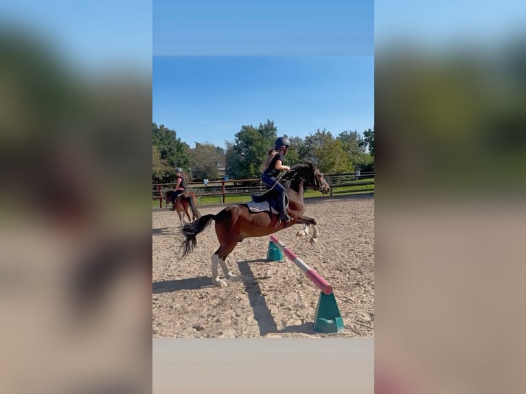 Lewitzer Wallach 11 Jahre 120 cm Schecke in Kiel