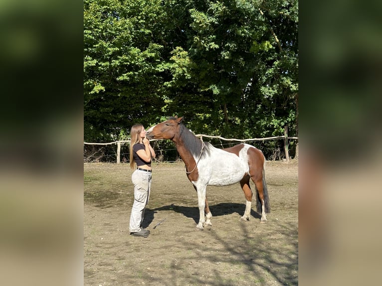 Lewitzer Wallach 12 Jahre 145 cm Schecke in Frechen Bachem