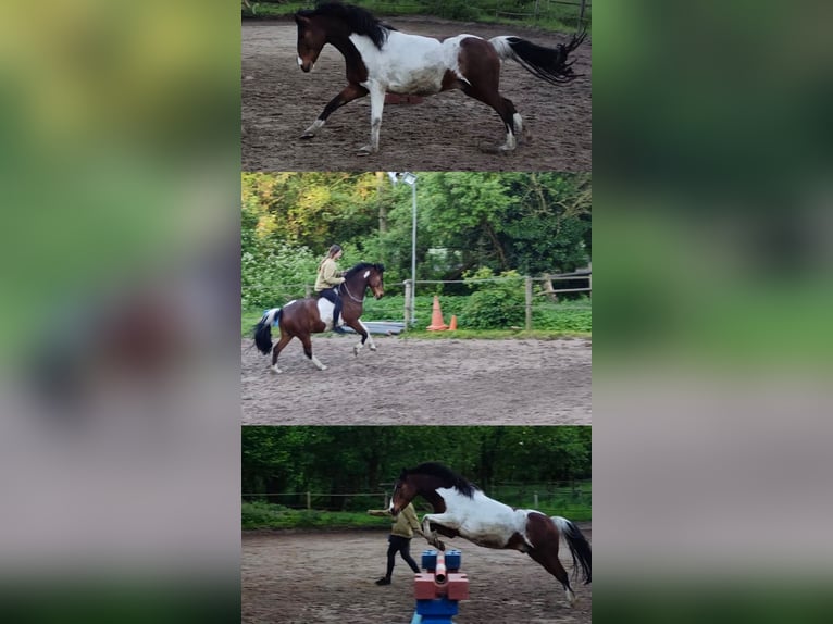 Lewitzer Wallach 12 Jahre 145 cm Schecke in Frechen Bachem
