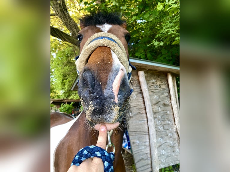 Lewitzer Wallach 12 Jahre 145 cm Schecke in Frechen Bachem