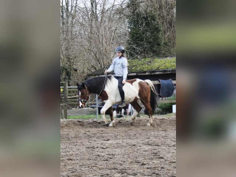 Lewitzer Wallach 12 Jahre 145 cm Schecke in Frechen Bachem