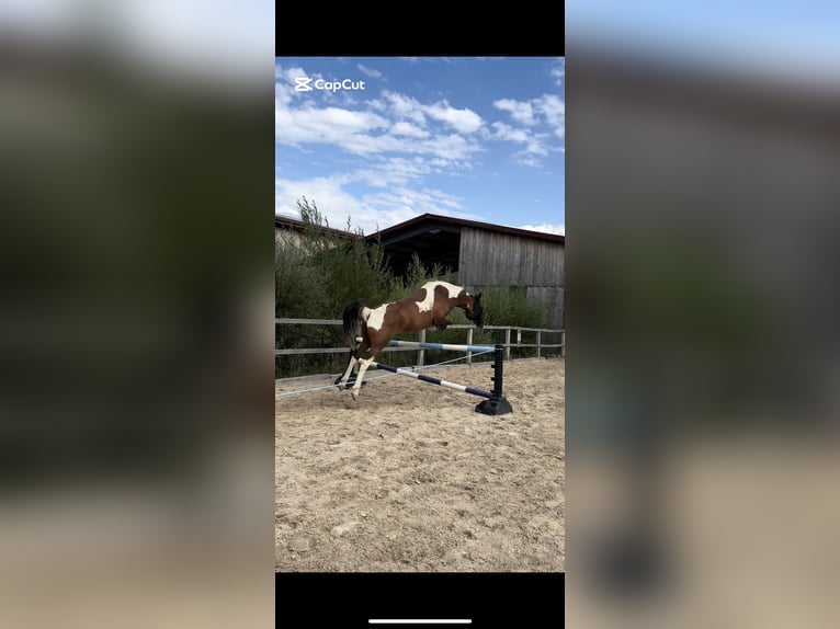 Lewitzer Mix Wallach 12 Jahre 158 cm Schecke in Zeihen