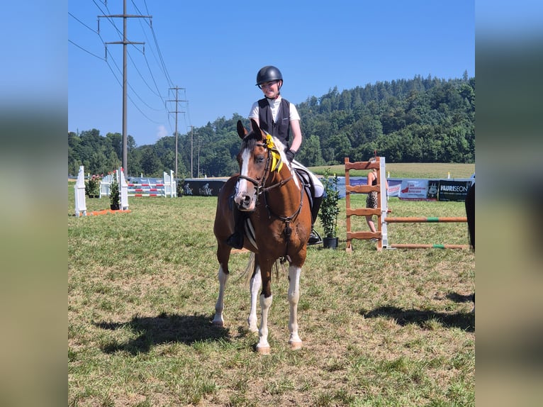 Lewitzer Mix Wallach 12 Jahre 158 cm Schecke in Zeihen