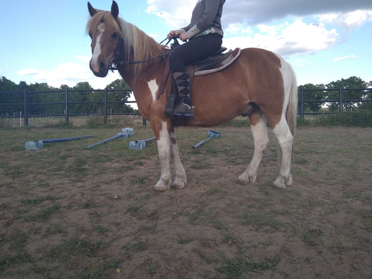 Lewitzer Mix Wallach 13 Jahre 135 cm Schecke in Liebenwalde