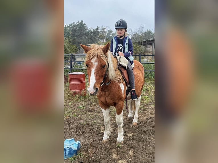 Lewitzer Mix Wallach 13 Jahre 135 cm Schecke in Liebenwalde