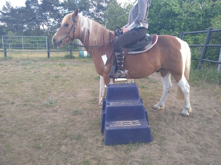 Lewitzer Mix Wallach 13 Jahre 135 cm Schecke in Liebenwalde