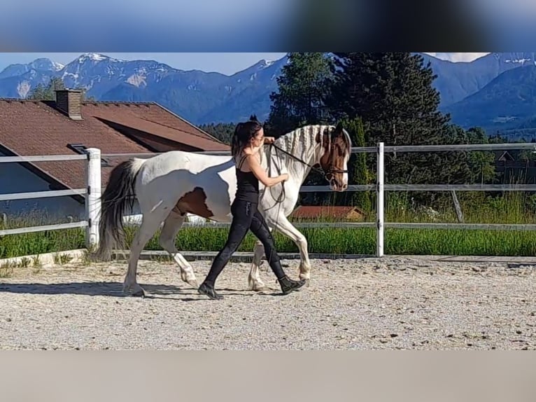 Lewitzer Wallach 13 Jahre 137 cm Schecke in Rosenbach