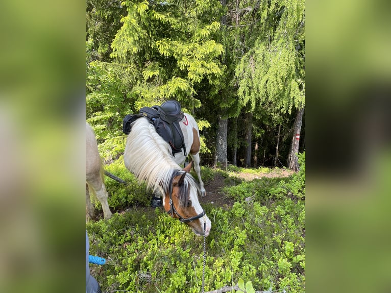 Lewitzer Wallach 13 Jahre 137 cm Schecke in Rosenbach