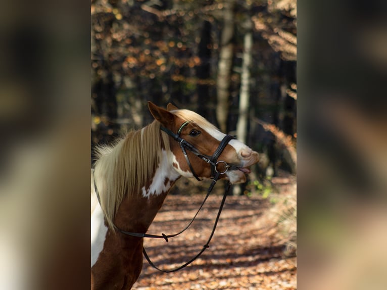 Lewitzer Mix Wallach 13 Jahre 140 cm Schecke in Mücke