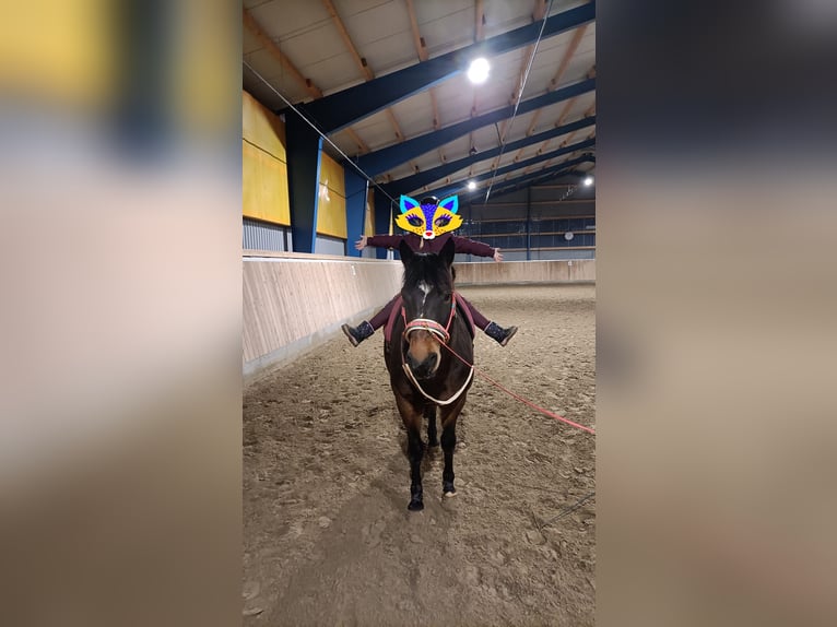 Lewitzer Wallach 13 Jahre 143 cm Brauner in Lütjenburg