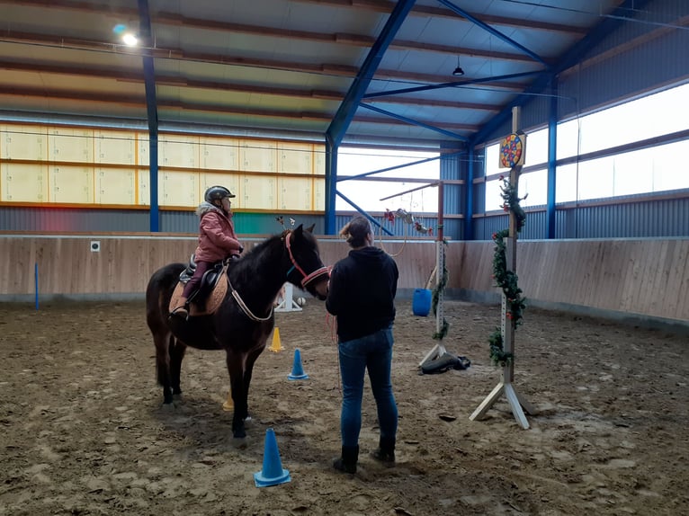 Lewitzer Wallach 13 Jahre 143 cm Brauner in Lütjenburg