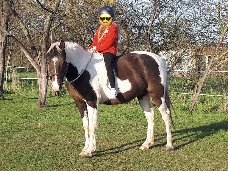 Lewitzer Wallach 13 Jahre 152 cm Schecke in Uthleben