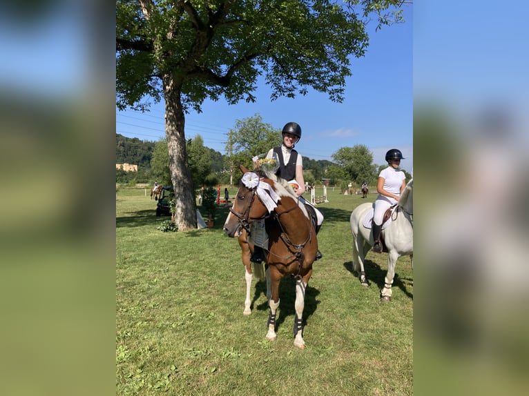 Lewitzer Mix Wallach 13 Jahre 158 cm Schecke in Zeihen