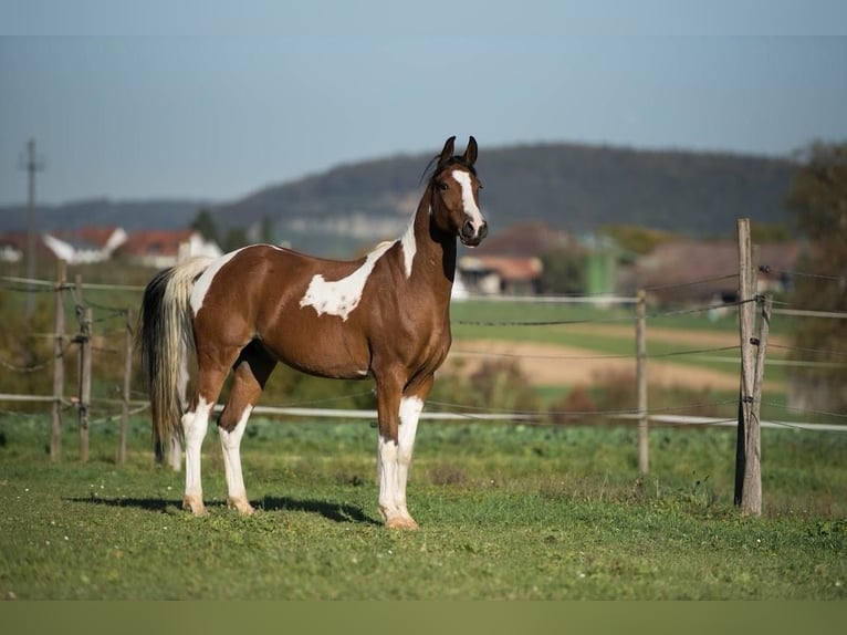 Lewitzer Mix Wallach 13 Jahre 158 cm Schecke in Zeihen