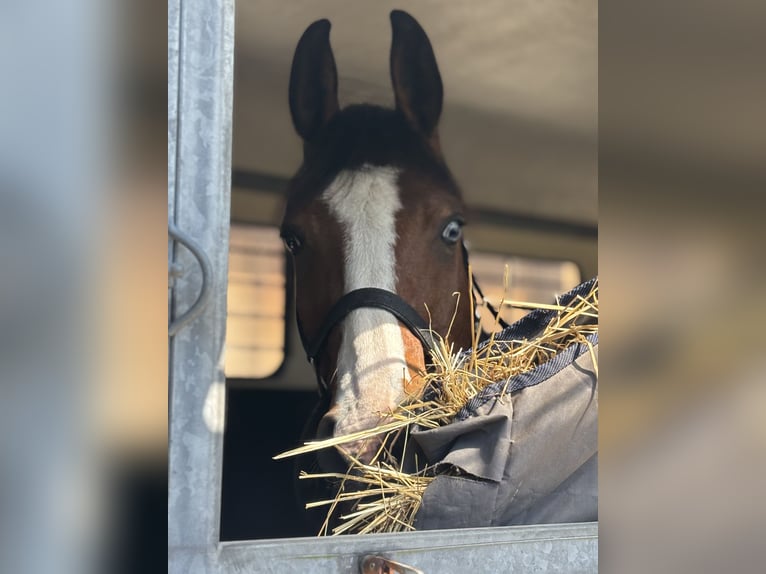 Lewitzer Mix Wallach 13 Jahre 158 cm Schecke in Zeihen