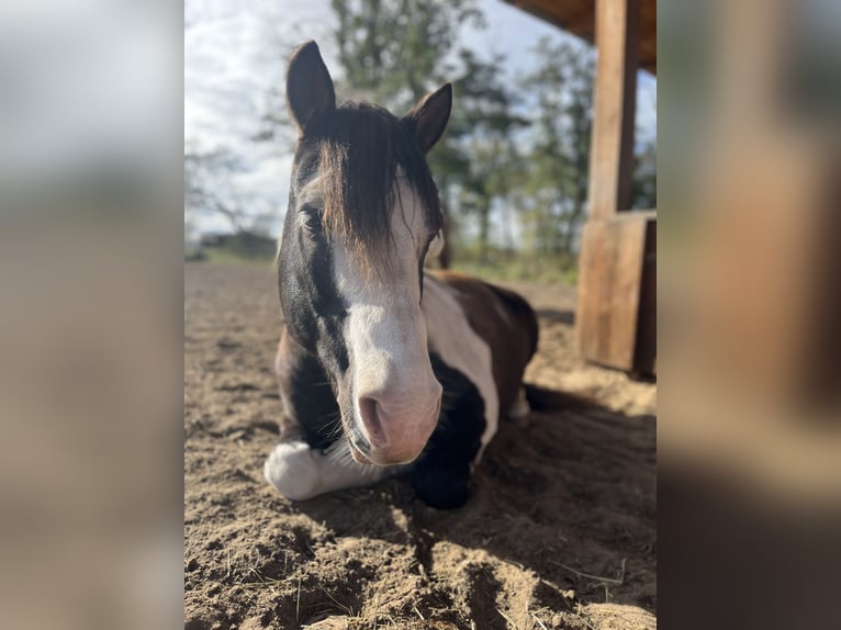 Lewitzer Mix Wallach 14 Jahre 138 cm Schecke in Stahnsdorf