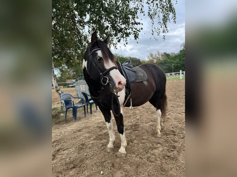 Lewitzer Mix Wallach 14 Jahre 138 cm Schecke in Stahnsdorf