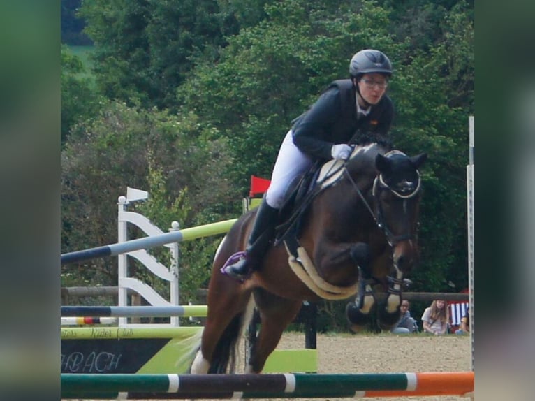 Lewitzer Wallach 14 Jahre 152 cm Tobiano-alle-Farben in Hunsr&#xFC;ck