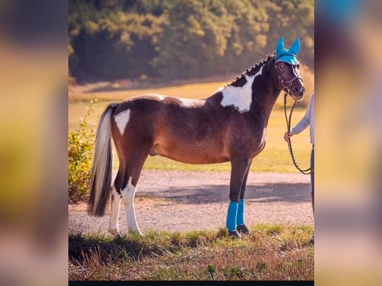 Lewitzer Wallach 14 Jahre 152 cm Tobiano-alle-Farben in Hunsr&#xFC;ck