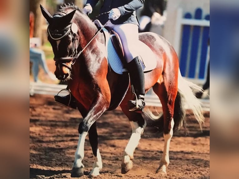 Lewitzer Wallach 14 Jahre 152 cm Tobiano-alle-Farben in Hunsr&#xFC;ck