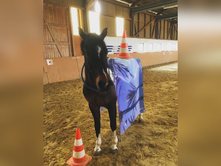 Lewitzer Wallach 14 Jahre 152 cm Tobiano-alle-Farben in Hunsr&#xFC;ck