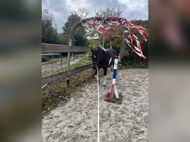 Lewitzer Wallach 14 Jahre 156 cm Schecke in Blekendorf