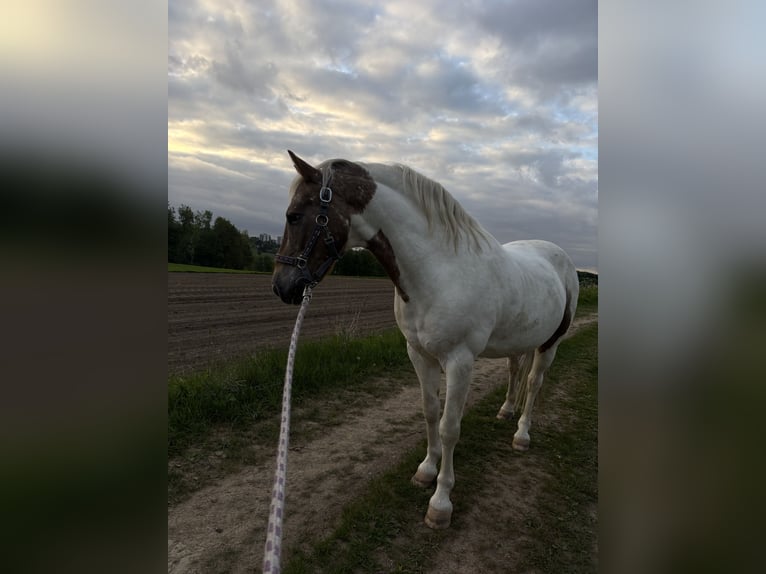 Lewitzer Mix Wallach 15 Jahre 137 cm Schecke in Remscheid