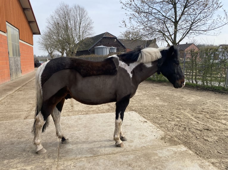 Lewitzer Wallach 15 Jahre 148 cm  in Bochum