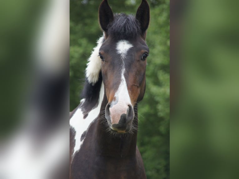 Lewitzer Wallach 15 Jahre 148 cm in Linden