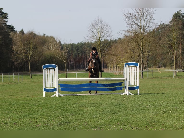 Lewitzer Mix Wallach 15 Jahre 160 cm Dunkelbrauner in Stendal Lewitzer Mix Wallach 15 Jahre 160 cm Dunkelbrauner in Stendal