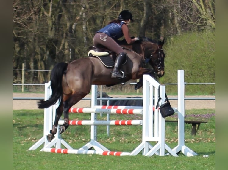 Lewitzer Mix Wallach 15 Jahre 160 cm Dunkelbrauner in Stendal Lewitzer Mix Wallach 15 Jahre 160 cm Dunkelbrauner in Stendal