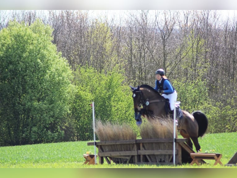 Lewitzer Mix Wallach 15 Jahre 160 cm Dunkelbrauner in Stendal Lewitzer Mix Wallach 15 Jahre 160 cm Dunkelbrauner in Stendal
