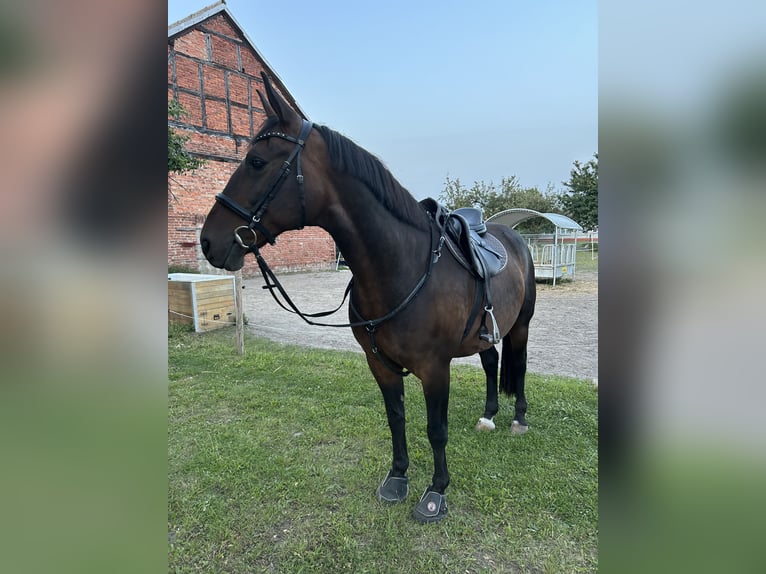 Lewitzer Mix Wallach 15 Jahre 160 cm Dunkelbrauner in Stendal Lewitzer Mix Wallach 15 Jahre 160 cm Dunkelbrauner in Stendal
