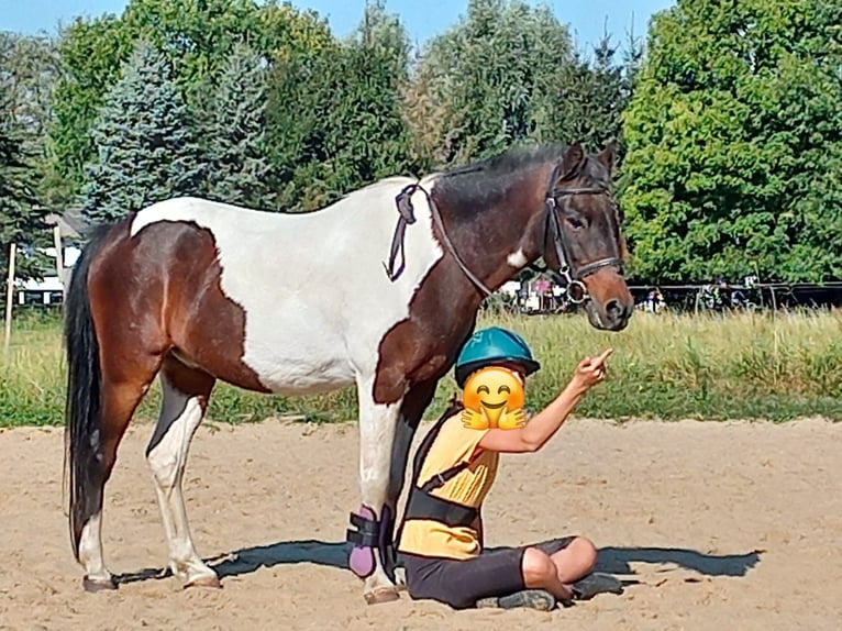 Lewitzer Wallach 16 Jahre 128 cm Schecke in Rostock- Schmarl