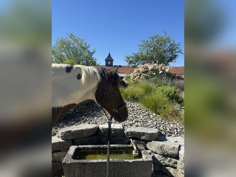 Lewitzer Wallach 16 Jahre 143 cm Schecke in Glonn