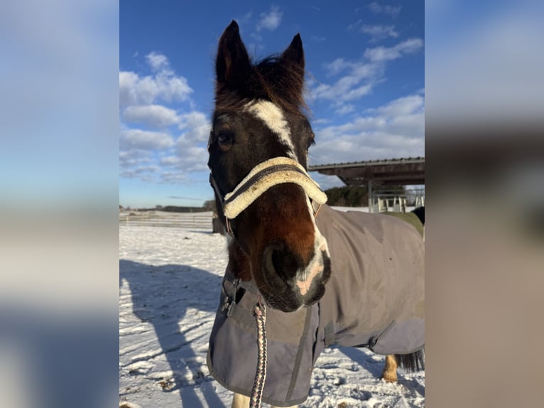 Lewitzer Wallach 16 Jahre 143 cm Schecke in Glonn