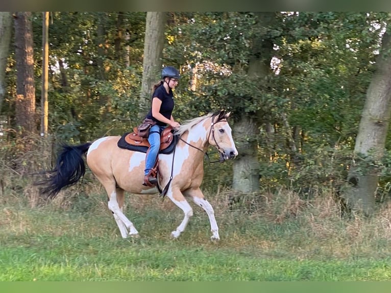 Lewitzer Mix Wallach 16 Jahre 150 cm Schecke in Putlitz