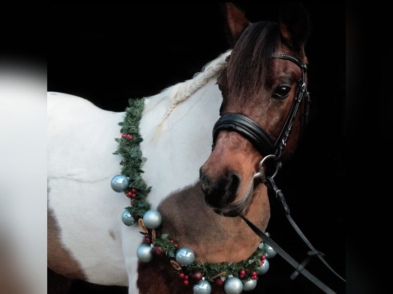 Lewitzer Wallach 17 Jahre 137 cm Schecke in Kall