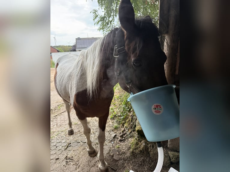 Lewitzer Wallach 17 Jahre 137 cm Schecke in Kall