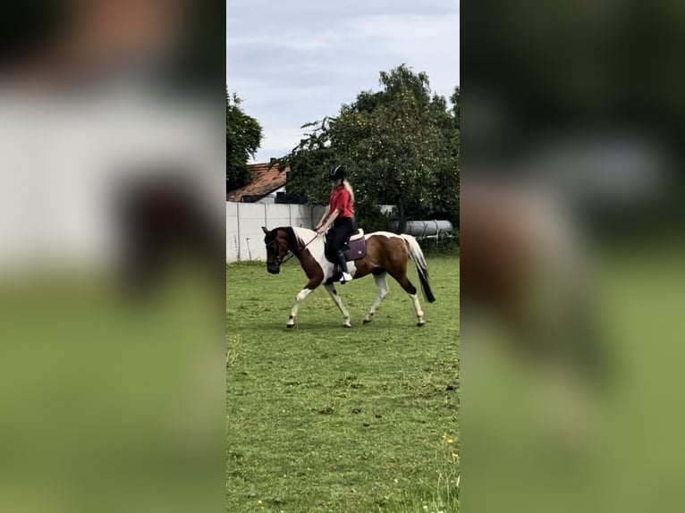 Lewitzer Wallach 17 Jahre 137 cm Schecke in Kall