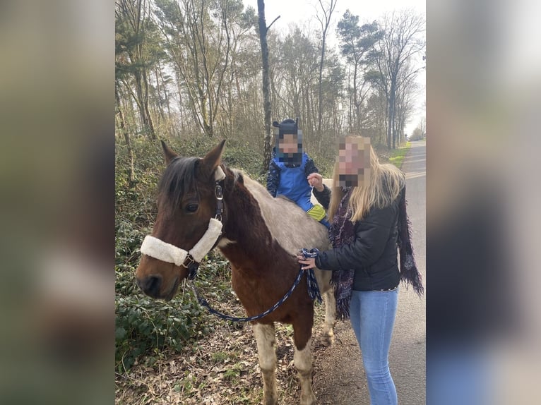 Lewitzer Wallach 17 Jahre 137 cm Schecke in Kall