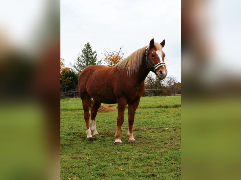 Lewitzer Wallach 17 Jahre 140 cm Fuchs in Malsch