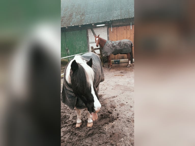 Lewitzer Wallach 18 Jahre 130 cm Schecke in L&#xFC;chow