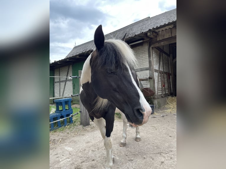 Lewitzer Wallach 18 Jahre 130 cm Schecke in L&#xFC;chow