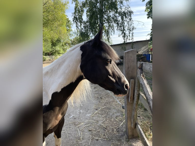Lewitzer Wallach 18 Jahre 130 cm Schecke in L&#xFC;chow