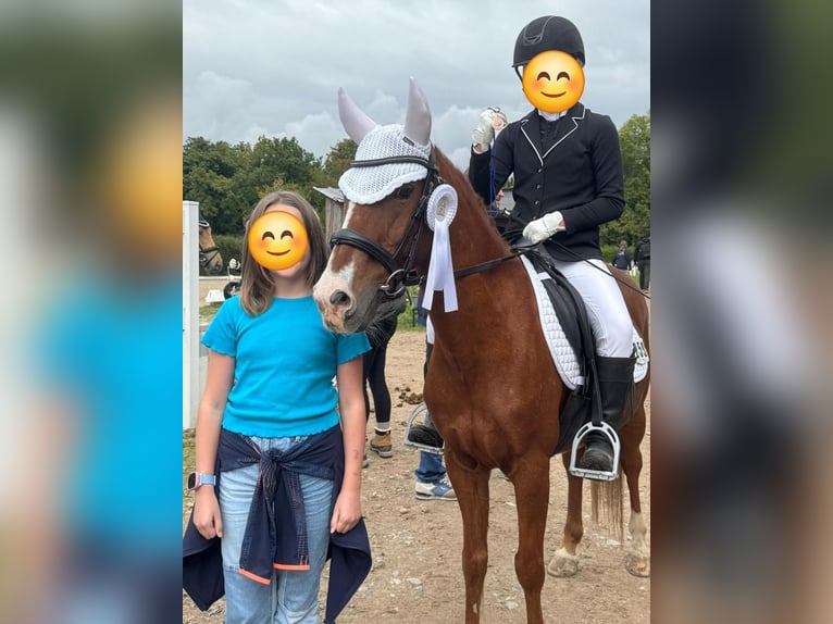 Lewitzer Mix Wallach 18 Jahre 132 cm Fuchs in Rheinfelden