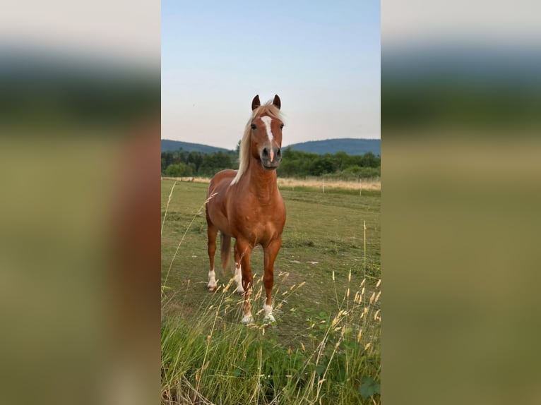 Lewitzer Wallach 18 Jahre 140 cm Fuchs in Malsch