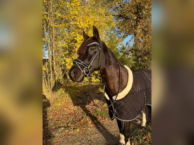 Lewitzer Mix Wallach 18 Jahre 158 cm Rappe in Ludwigslust