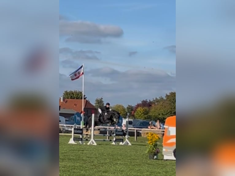 Lewitzer Mix Wallach 18 Jahre 158 cm Rappe in Ludwigslust