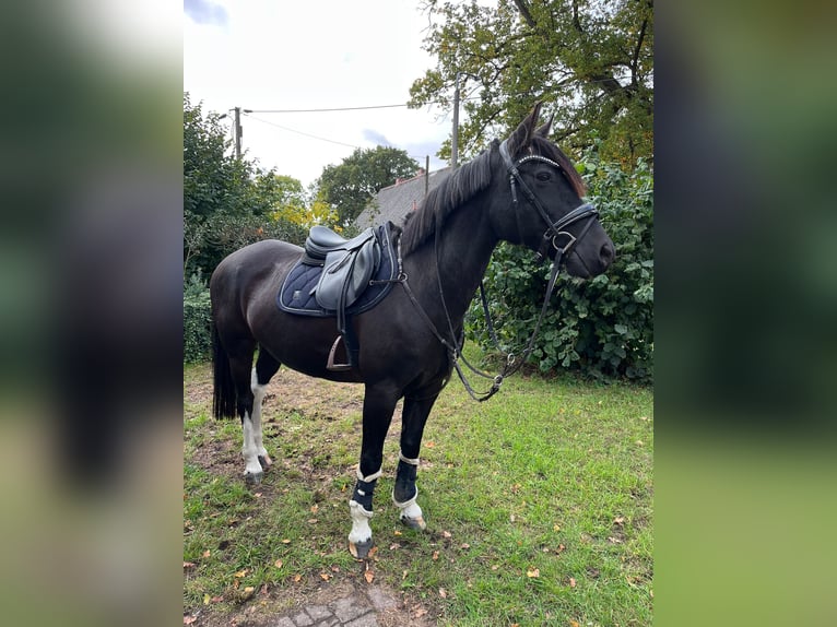 Lewitzer Mix Wallach 18 Jahre 158 cm Rappe in Ludwigslust